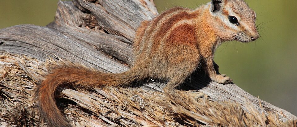 The 6 Best Chipmunk Repellents That Actually Work