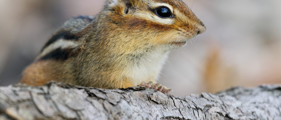 The 6 Best Chipmunk Traps That Actually Work
