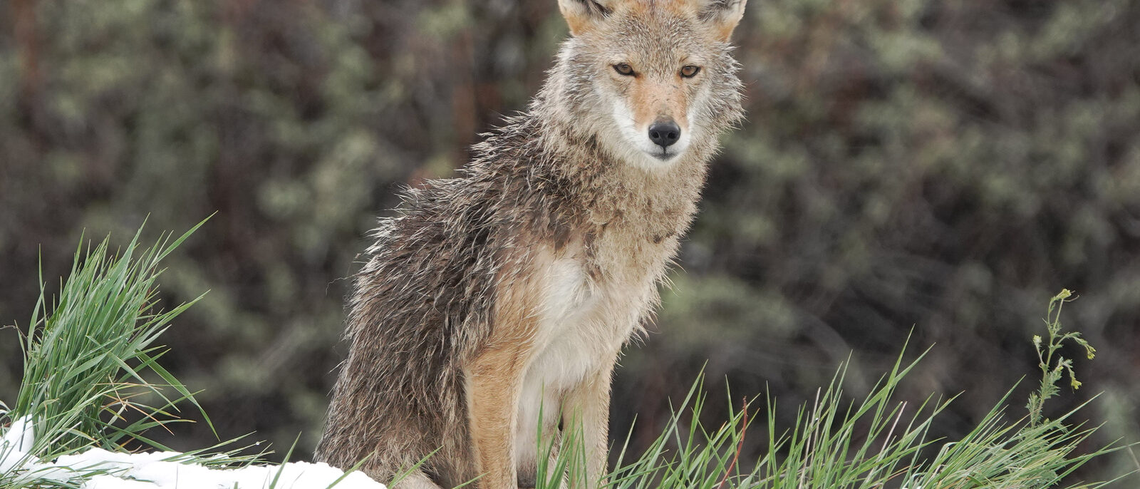 This mother coyote was hunting along the trail and then calmly sat down in the open near the trail.
