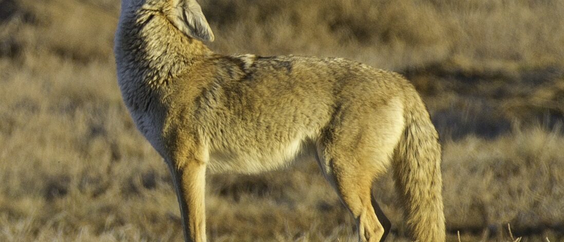 A coyote communicates with other animals at Rocky Mountain Arsenal National Wildlife Refuge by howling.

Photo Credit: USFWS