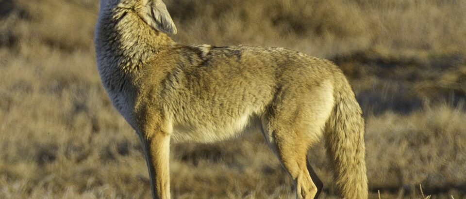 The 5 Best Coyote Deterrents That Actually Work