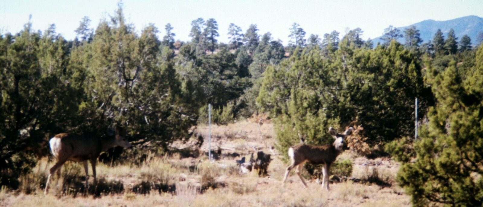Mule Deer (Odocoileus hemionus) in Bandelier National Monument.