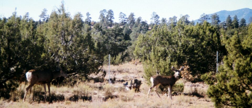 The 6 Best Deer Attractants for Managing Deer