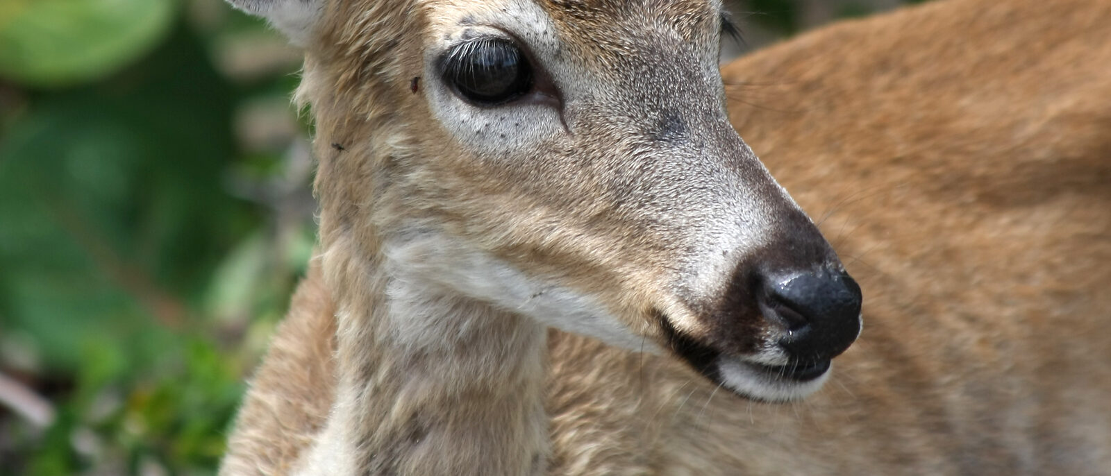 Portrait of a male Key deer, a subspecies only found on some of the Florida Keys. We can see that the horns are begining to grow.