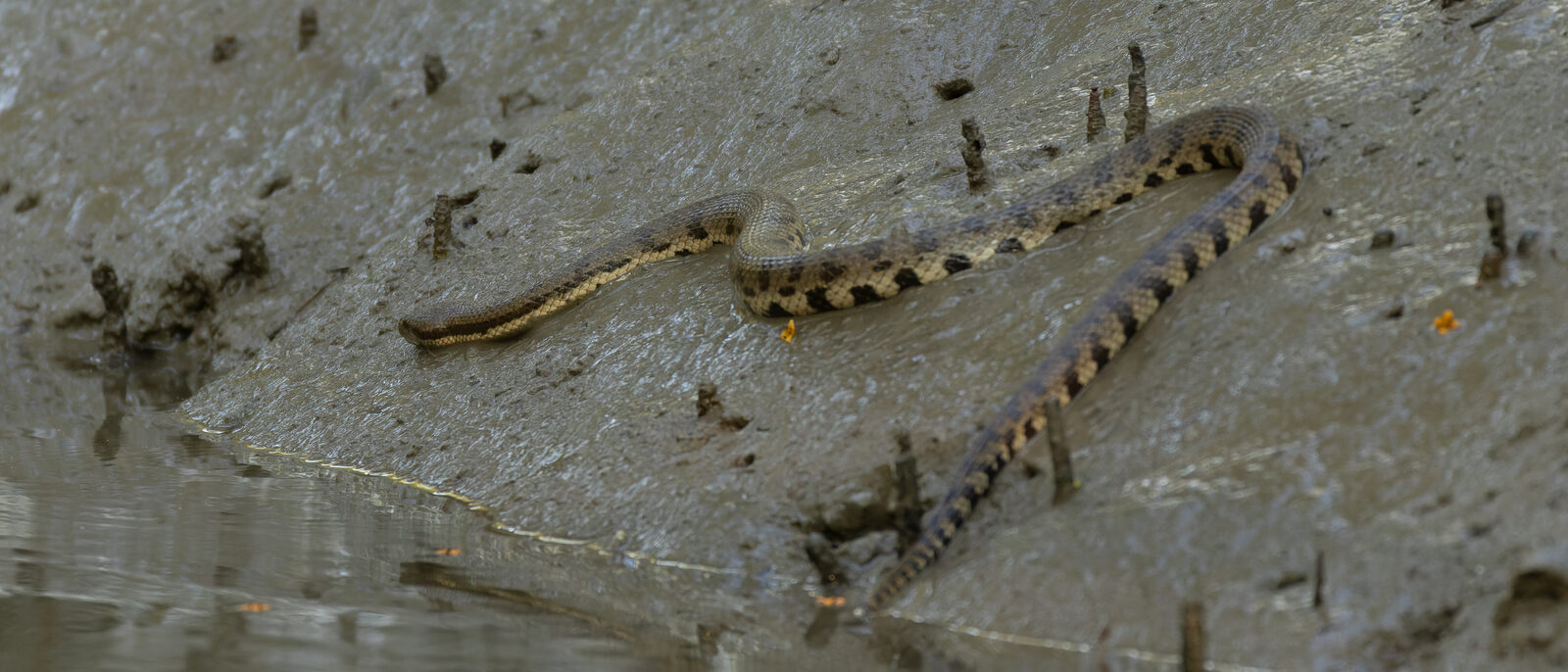 Dog-faced water snake (Cerberus rynchops, Homalopsidae, Squamata) in Sundarbans
