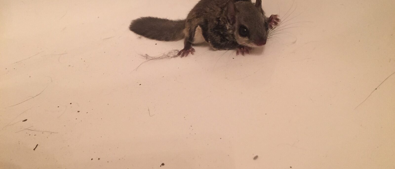 Southern Flying Squirrel (Glaucomys volans) in Durham, North Carolina.