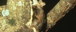 The 6 Best Flying Squirrel Repellents That Actually Work