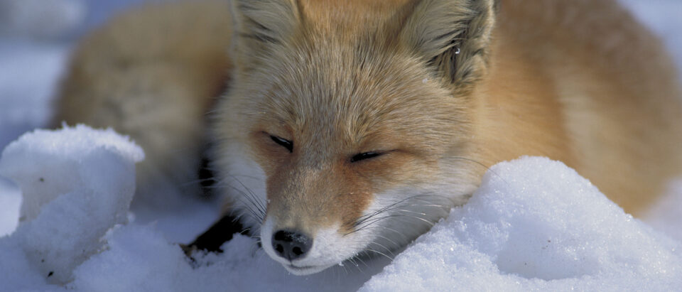 Red fox (Vulpes vulpes schrencki) native to Hokkaido lying in the snow.