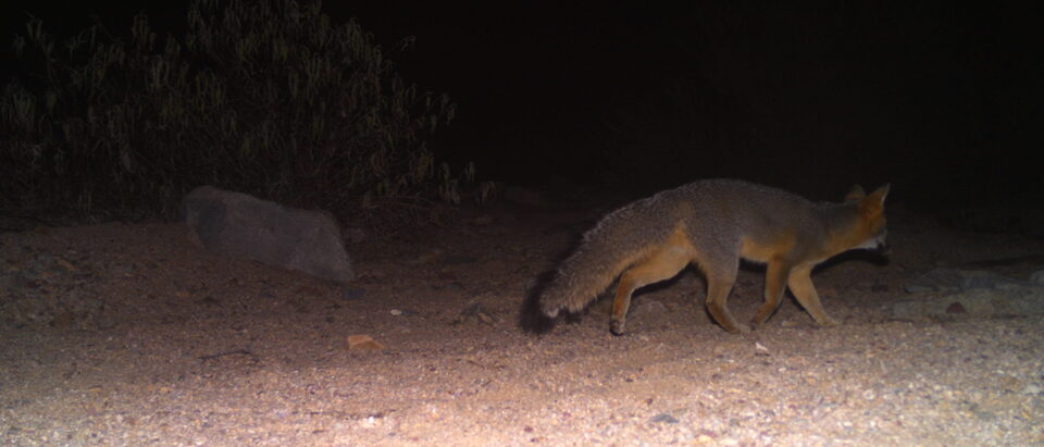 Gray Fox, Urocyon cinereoargenteus