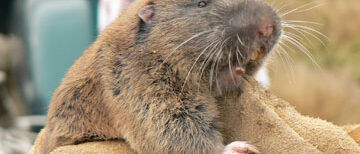 The 6 Best Gopher Poisons That Actually Work
