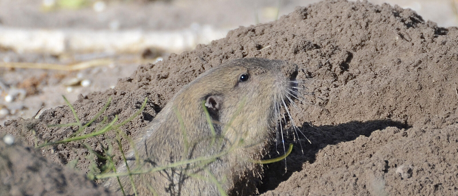 Botta's Pocket Gopher, southern Nevada