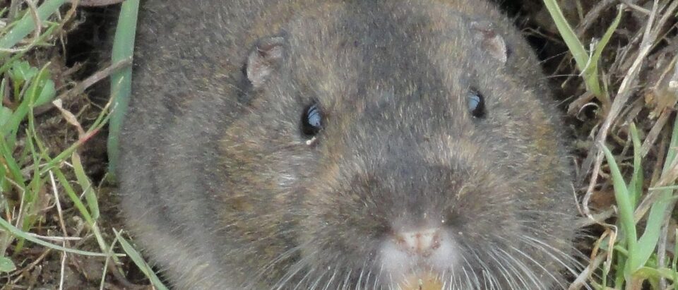 The 6 Best Gopher Traps That Actually Work