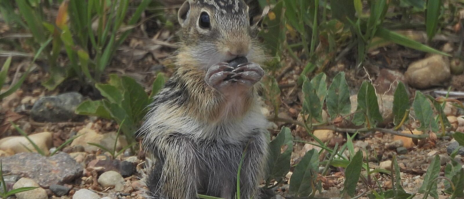 Thirteen-lined ground squirrel on gravel
