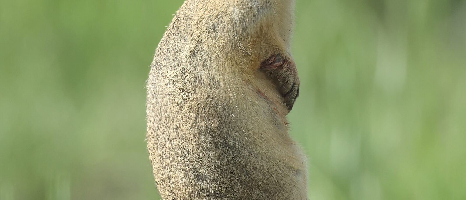 Richardson's ground squirrel (Urocitellus richardsonii), Grasslands National Park, Saskatchewan, Canada