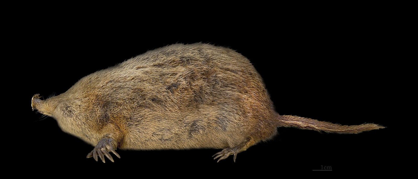 Star-nosed mole.