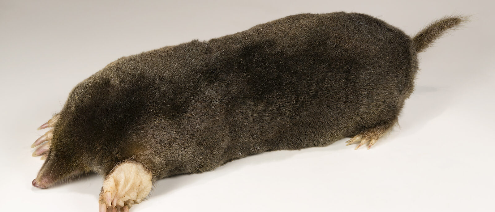 European Mole