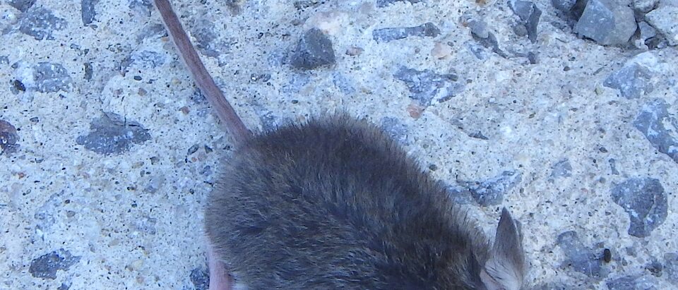 The 6 Best Mouse Repellents That Actually Work