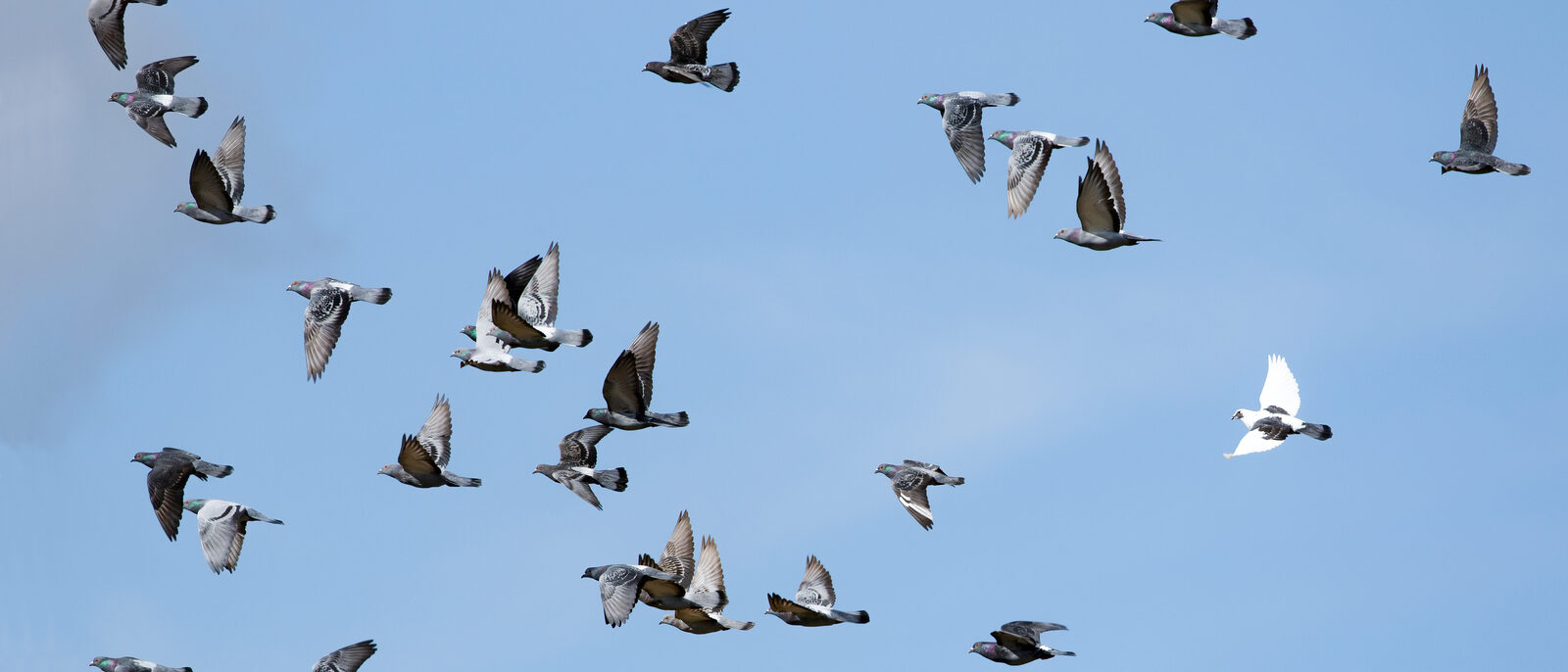 Name
Columba livia
Family
Columbidae