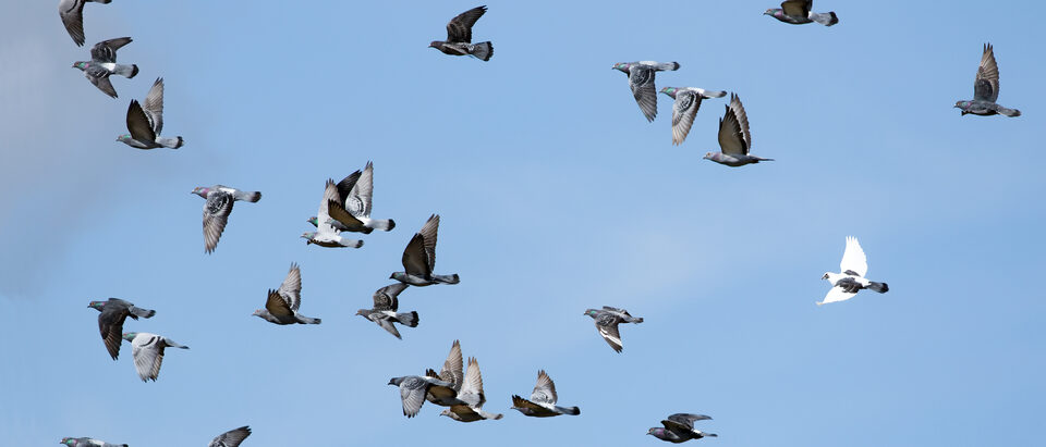 The 6 Best Pigeon Repellents That Actually Work