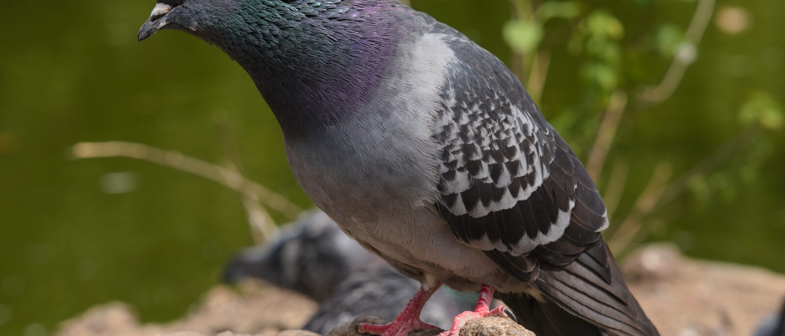 Common pigeon at Waterlow Park, London
