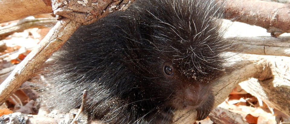 The 6 Best Porcupine Repellents That Actually Work