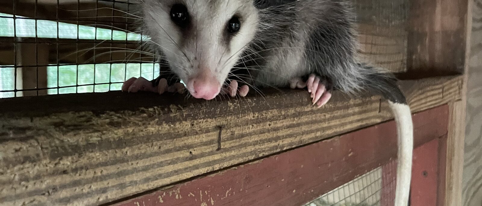Virginia Opossum in an outdoor hutch for rehabilitation before release.