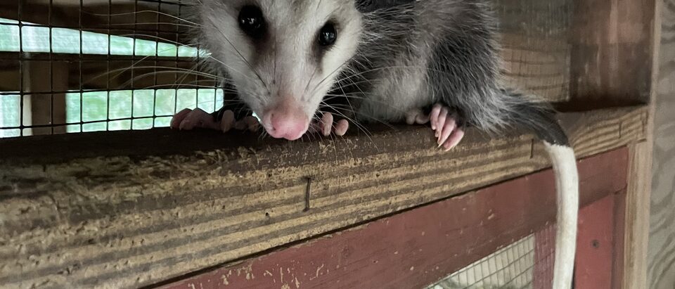 The 6 Best Opossum Trap Baits That Actually Work