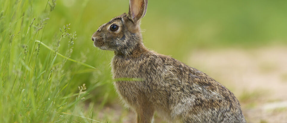 The 6 Best Rabbit Repellents That Actually Work