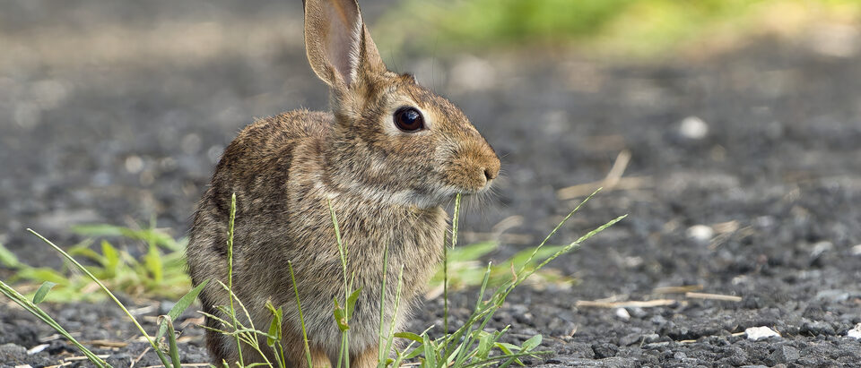 The 6 Best Rabbit Traps That Actually Work