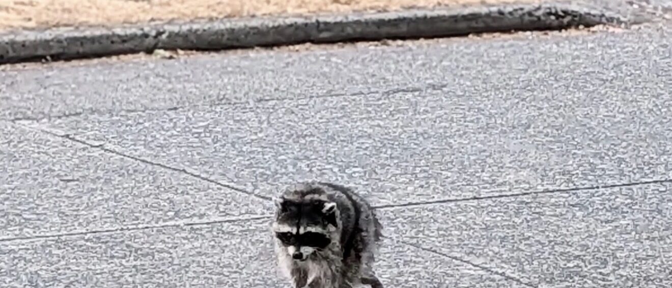 Photo of a raccoon who went viral for having an unusually round shape