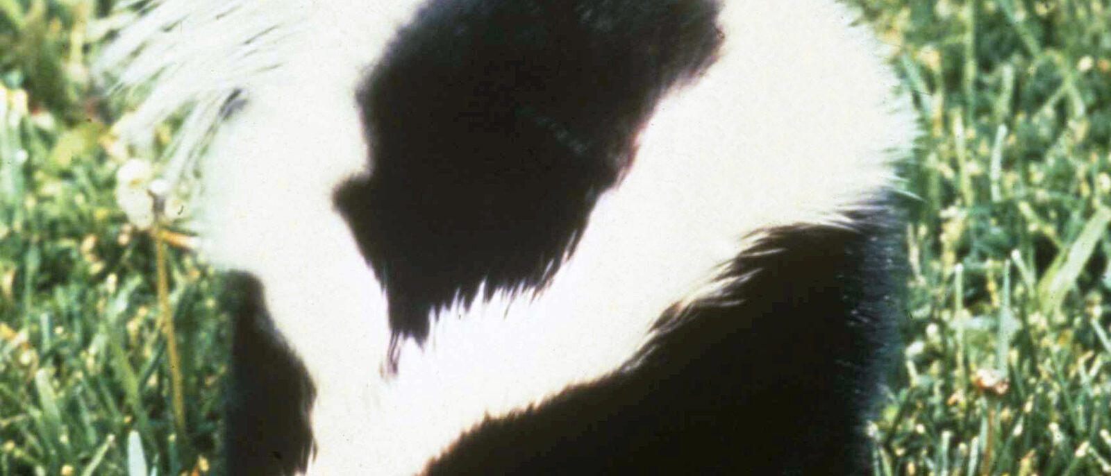 Image title: Back of striped skunk mephitis mephitis
Image from Public domain im