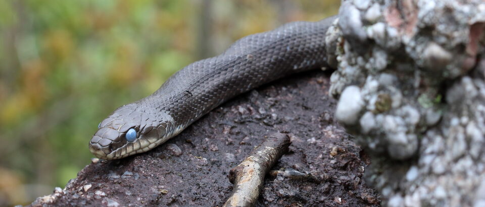 Snake Bite Kit: What Actually Works and What Doesn't