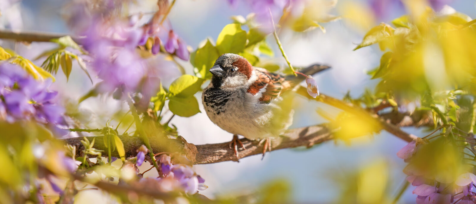 Male House sparrow standing on flowering Wisteria near Geneva Lake, Switzerland