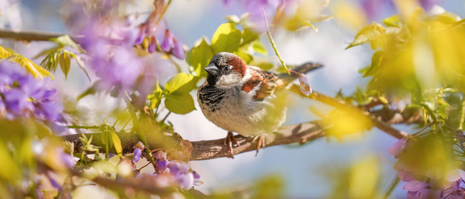 The 6 Best Sparrow Repellents That Actually Work