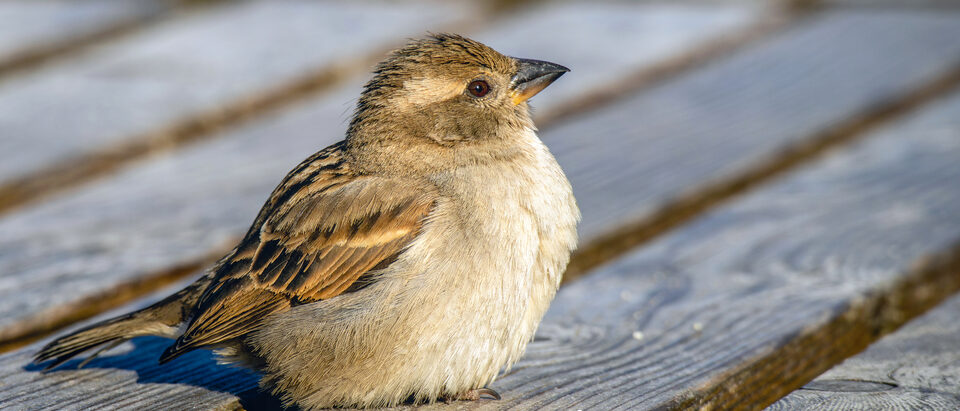 The 6 Best Sparrow Traps That Actually Work