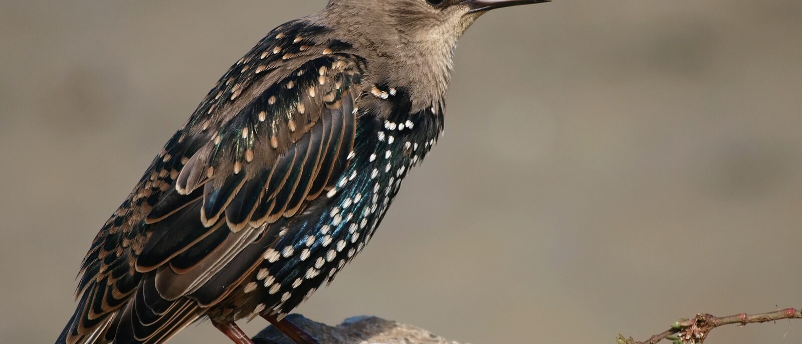 A juvenile European Starling (also known as Common Starling or just Starling, Sturnus vulgaris).
