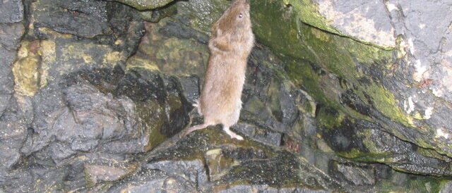Field Vole (Microtus Agrestis) This field (or short-tailed) vole managed to get itself cornered in a rock crevice long enough for a couple of photographs.