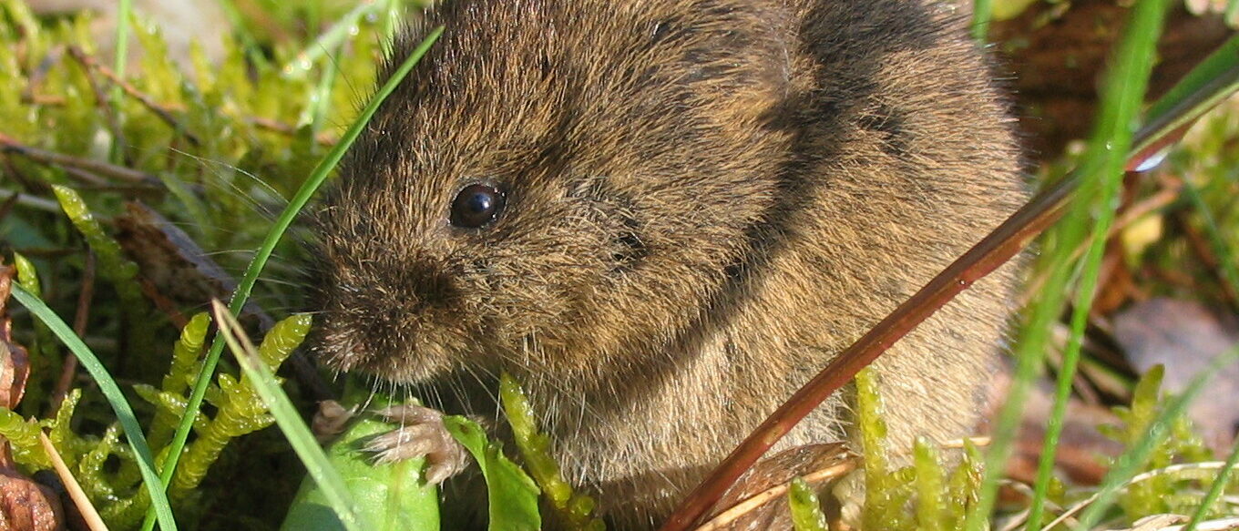 Feldmaus (Microtus arvalis) bei Lanke (Deutschland - Brandenburg).
