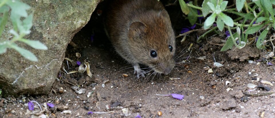 The 6 Best Vole Traps That Actually Work