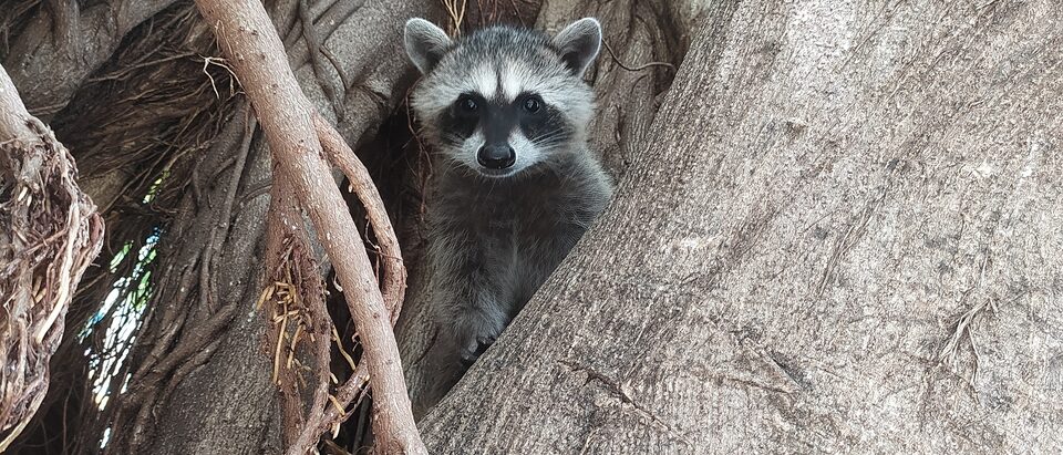 Procyon lotor insularis, Puerto Balleto, Nay., México, 2022-07-20 (iNaturalist).