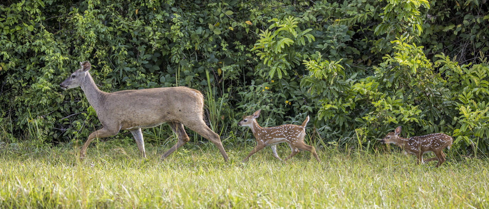 White-tailed deer (Odocoileus virginianus nelsoni) female with fawns, Orange Walk, Belize