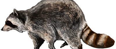 Raccoon