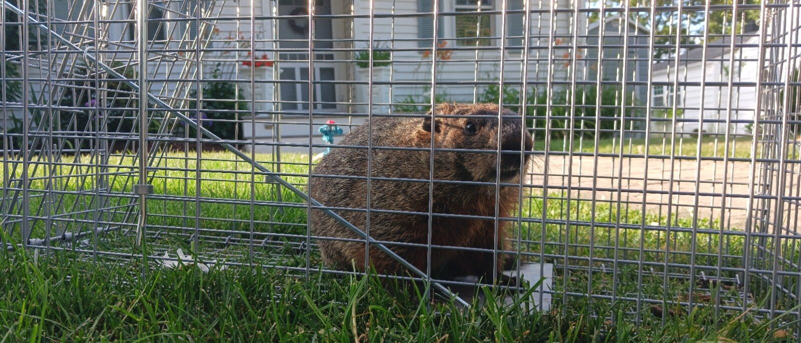 Groundhog inside a live trap