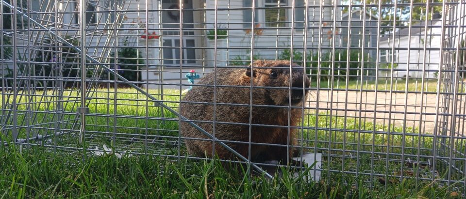 The 6 Best Woodchuck Baits That Actually Work