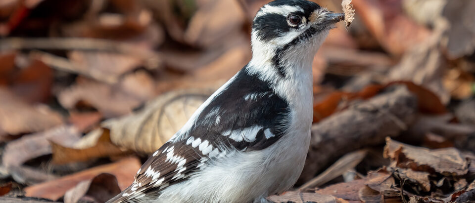 The 6 Best Woodpecker Deterrents That Actually Work
