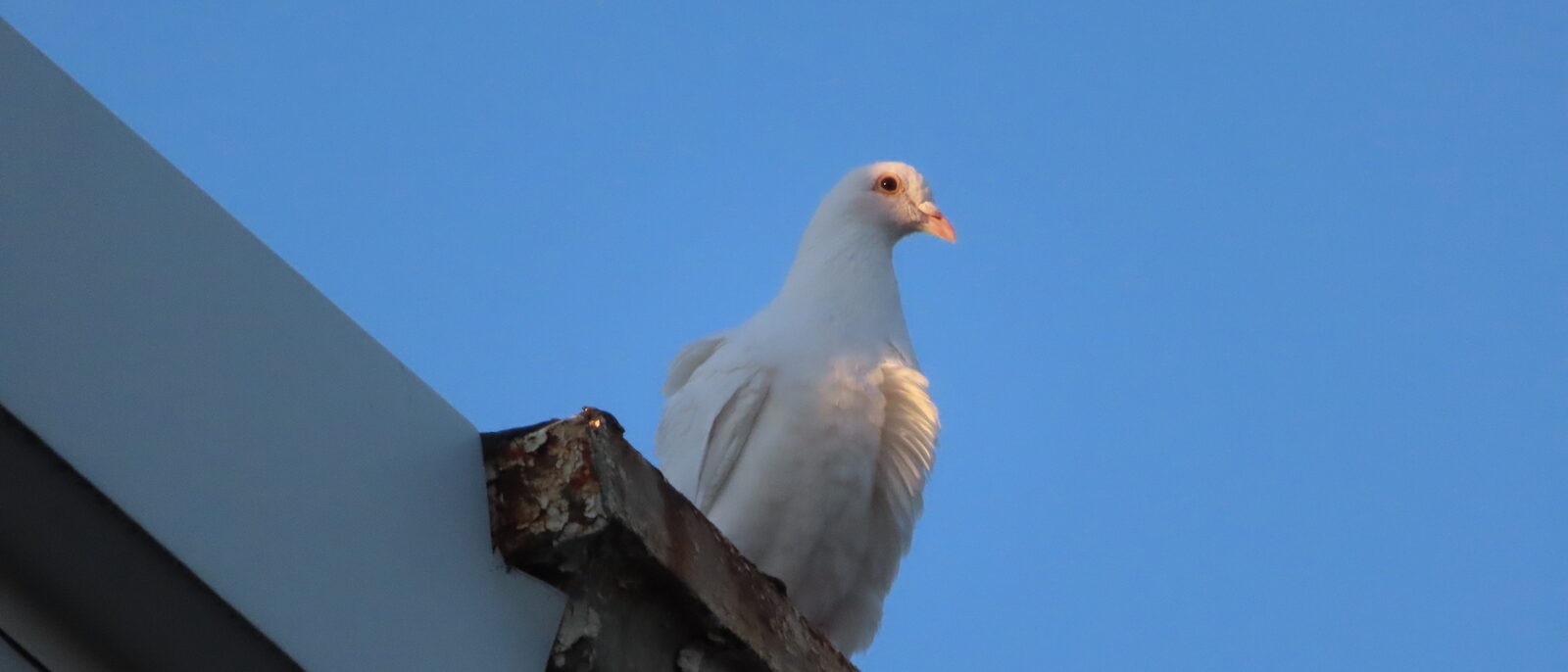 Pigeon perched on a roof edge