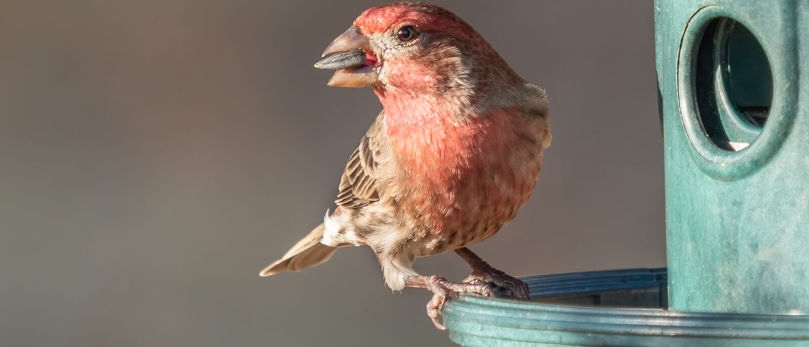 Male house finch (Haemorhous mexicanus) at a feeder in Green-Wood Cemetery, Brooklyn, NY