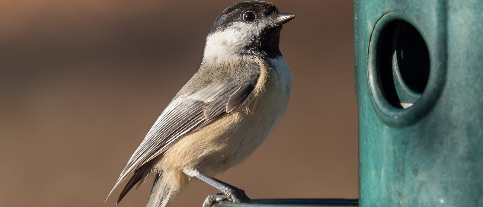Black-capped chickadee at a feeder in Green-Wood Cemetery