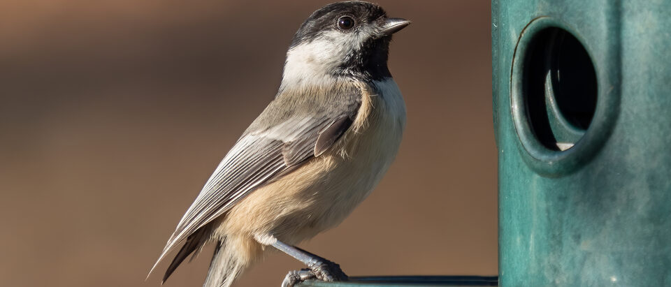 Bird in the Wall: How to Get It Out