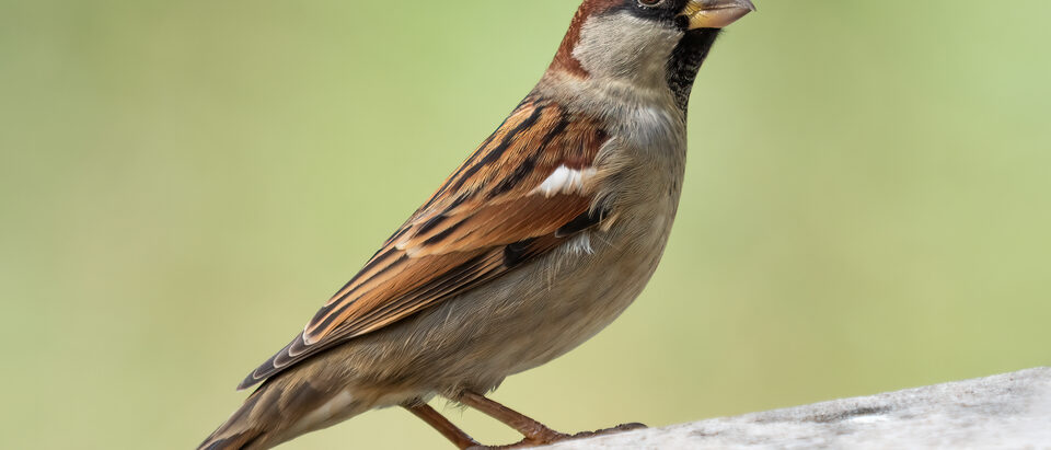Bird Nest Removal Cost: What to Expect